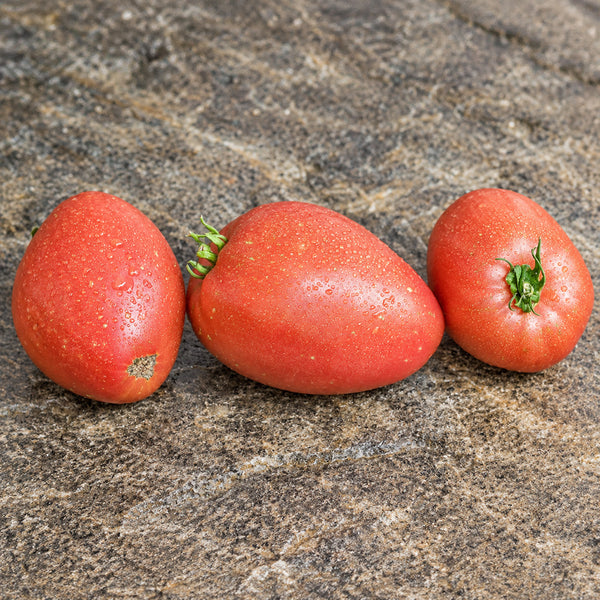 81 Mazarini Tomato, 5 Seeds