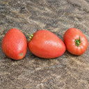 81 Mazarini Tomato, 5 Seeds
