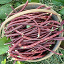 Mandihong Purple Yardlong Bean Seeds (No Trellis Required), 5 × 5g Bags