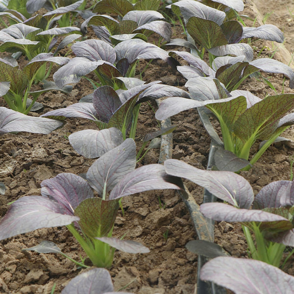 'Zitong' Purple Bok Choy Seeds