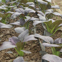 'Zitong' Purple Bok Choy Seeds