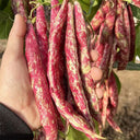 Red Golden Hook Kidney Bean Seeds, 10g Per Bag