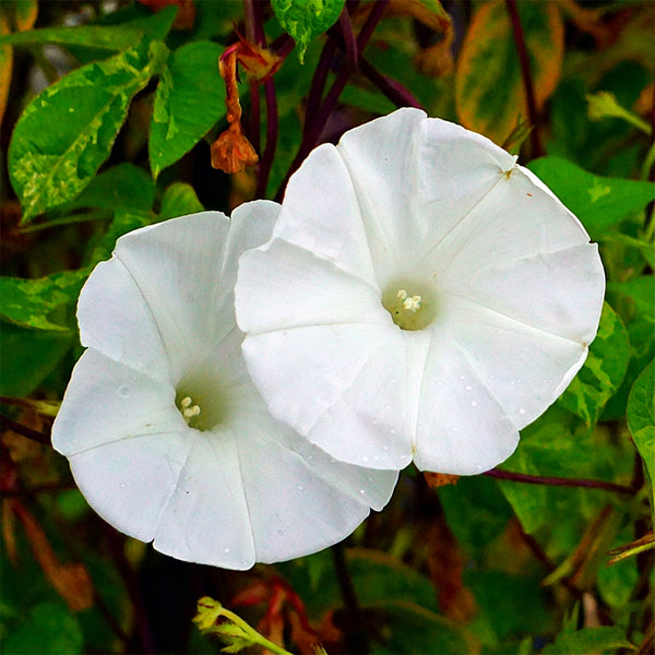 Polar Fox Morning Glory, 3 Seeds