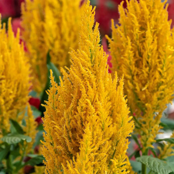Hezhichun Yellow Feathered Cockscomb Seeds, 1g
