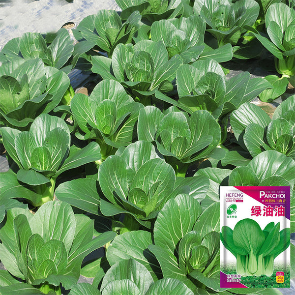 'Hefeng' Shanghai Bok Choy Seeds, 20g