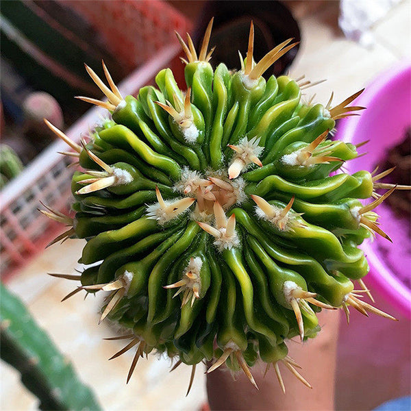 Echinofossulocactus multicostatus f. variegata Live Cactus