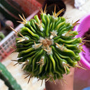 Echinofossulocactus multicostatus f. variegata Live Cactus