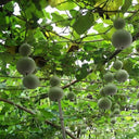 Small Waist Gourd, 20 Seeds