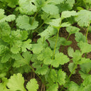 'Jiefeng' Large-Leaf Coriander Seeds, 20g