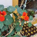 Royal Scarlet' Red Nasturtium Seeds, 50 Seeds