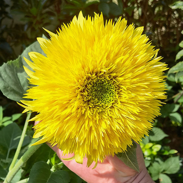 'Winnie Bear' Ornamental Sunflower Seeds, 1g