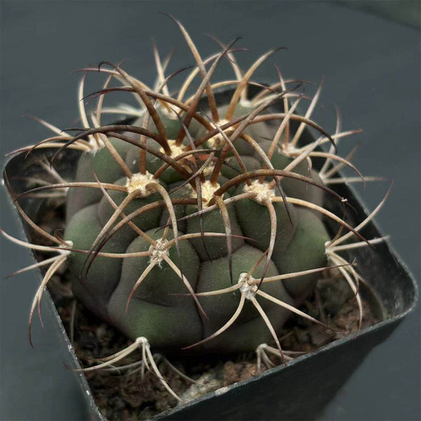 Gymnocalycium pflanzii var. albipulpa, 4-5cm