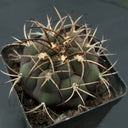 Gymnocalycium pflanzii var. albipulpa, 4-5cm