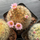 Mammillaria carmenae, 3-4cm