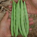 Huajun No.13 Snap Bean Seeds, 10g