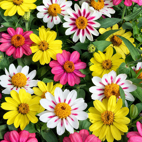 W1341 Dwarf Small-Flowered Zinnia Mix, 100 Seeds