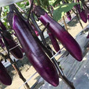 Chongqing Early No.1 Purple-Red Eggplant Seeds, 8g