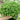 Green Carpet Rupturewort, 20 Seeds