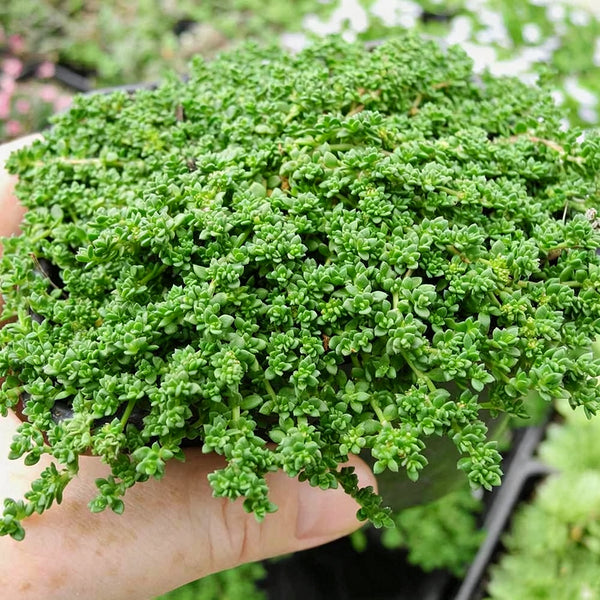 Green Carpet Rupturewort, 20 Seeds