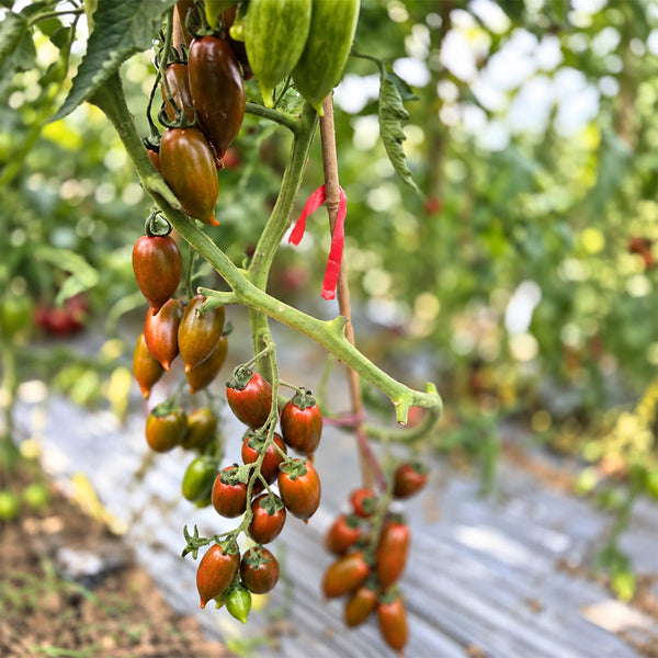 643 Emalia Tomato, 5 Seeds