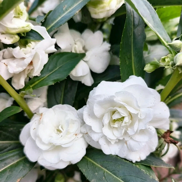 Camellia-Flowered Balsam (Mixed Colours) Seeds, 1g