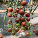 Dream Purple Cherry Tomato, 100 Seeds