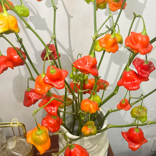 Bishop's Hat Pepper, 50 Seeds