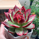 Echeveria cv. 'Fairy of Stunning Grace', 2pcs x 1-head