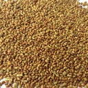 White Prairie Clover, 10 Seeds