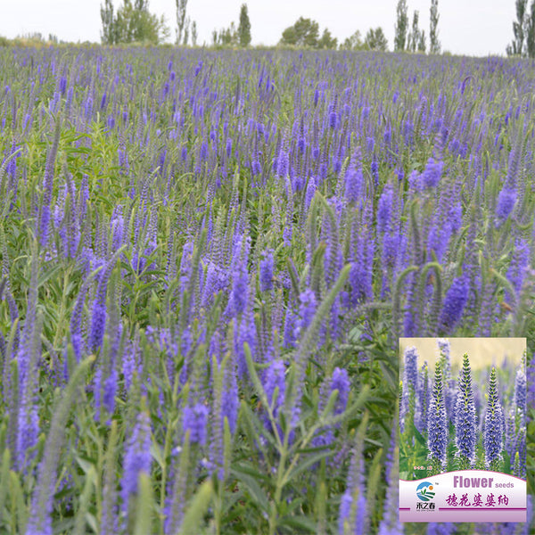Hezhichun Spiked Speedwell Seeds, 1g