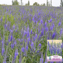 Hezhichun Spiked Speedwell Seeds, 1g