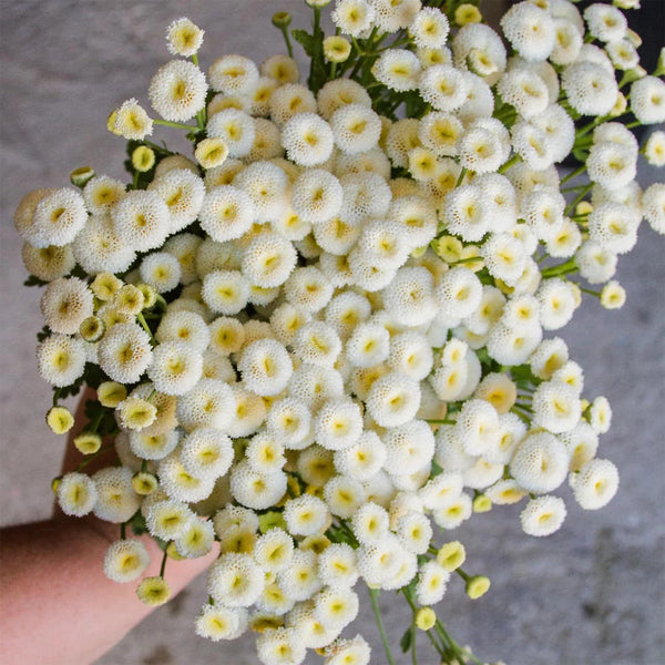 Feverfew 'Snowball', 200 Seeds