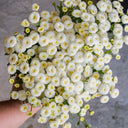 Feverfew 'Snowball', 200 Seeds