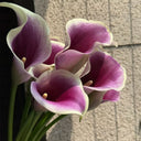 'Picasso' Calla Lily, 16/18cm Circumference, 1 Bulb