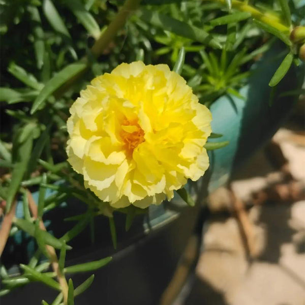 Hezhichun Yellow Moss-Rose Purslane Seeds, 1g