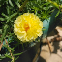 Hezhichun Yellow Moss-Rose Purslane Seeds, 1g