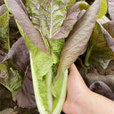 Purple-leaf Quick-growing Bok Choy Seeds, 10g