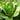 Romaine Lettuce Seeds, 10g