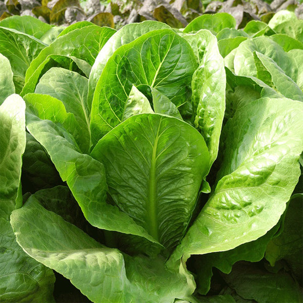 Romaine Lettuce Seeds, 10g