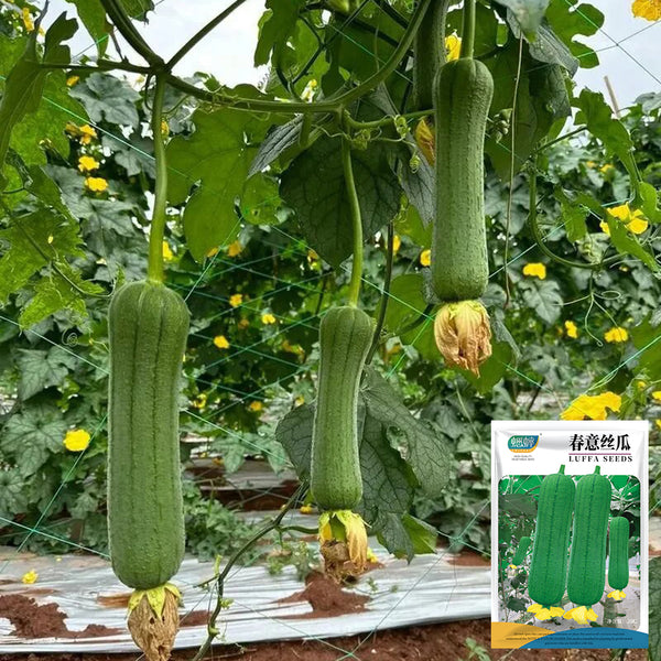 Chunyi Luffa, 20 Seeds