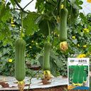 Chunyi Luffa, 20 Seeds