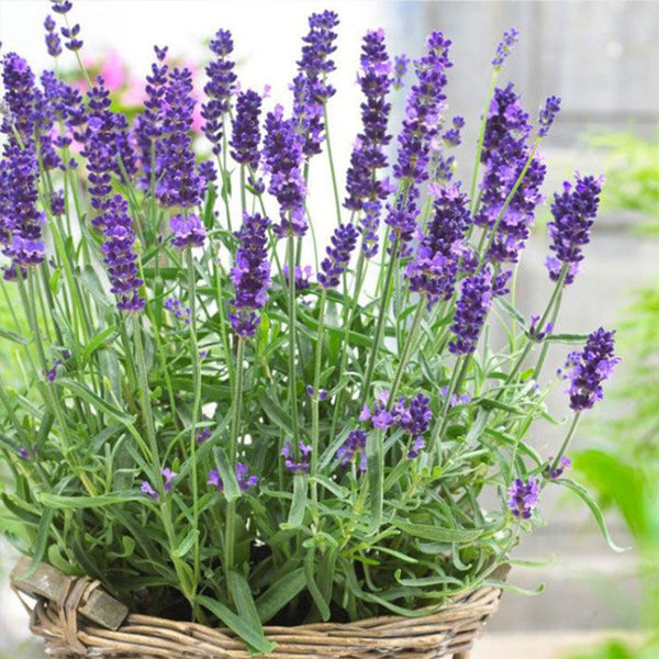 Narrowleaf Lavender, 200 Seeds