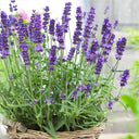 Narrowleaf Lavender, 200 Seeds