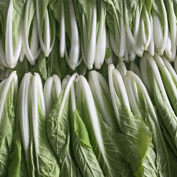 Jiemei Pak Choi Seeds, 25g