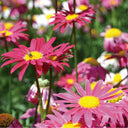 Pyrethrum, 200 Seeds
