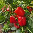 Red Bell Pepper Seeds, 20 Seeds