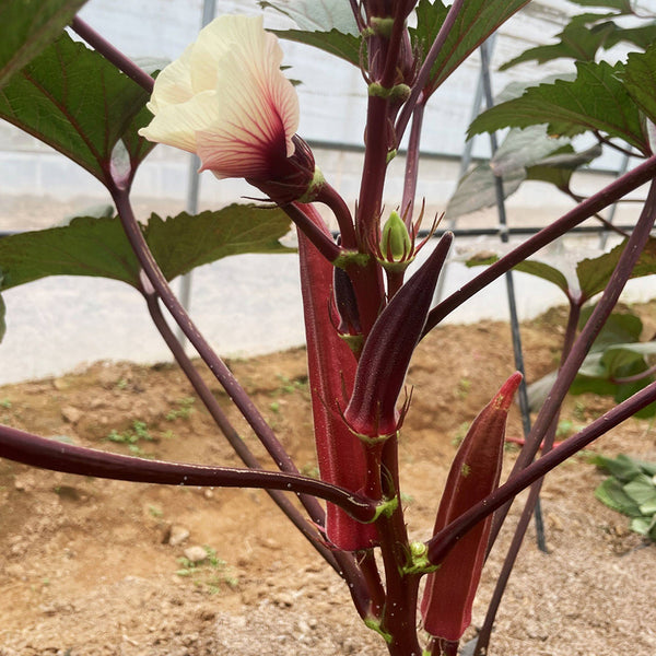 Fruit Red Okra Seeds, 10g