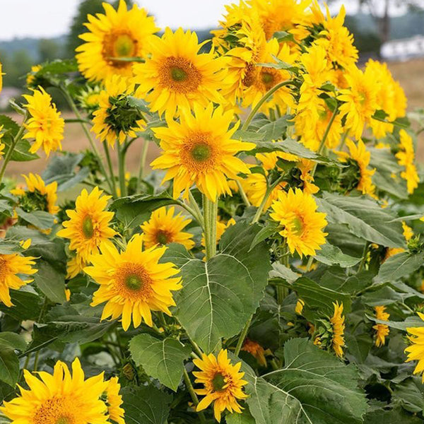 'Smiling Face' Ornamental Sunflower Seeds, 2g