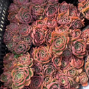 Echeveria 'Noble', 3pcs x 1-head