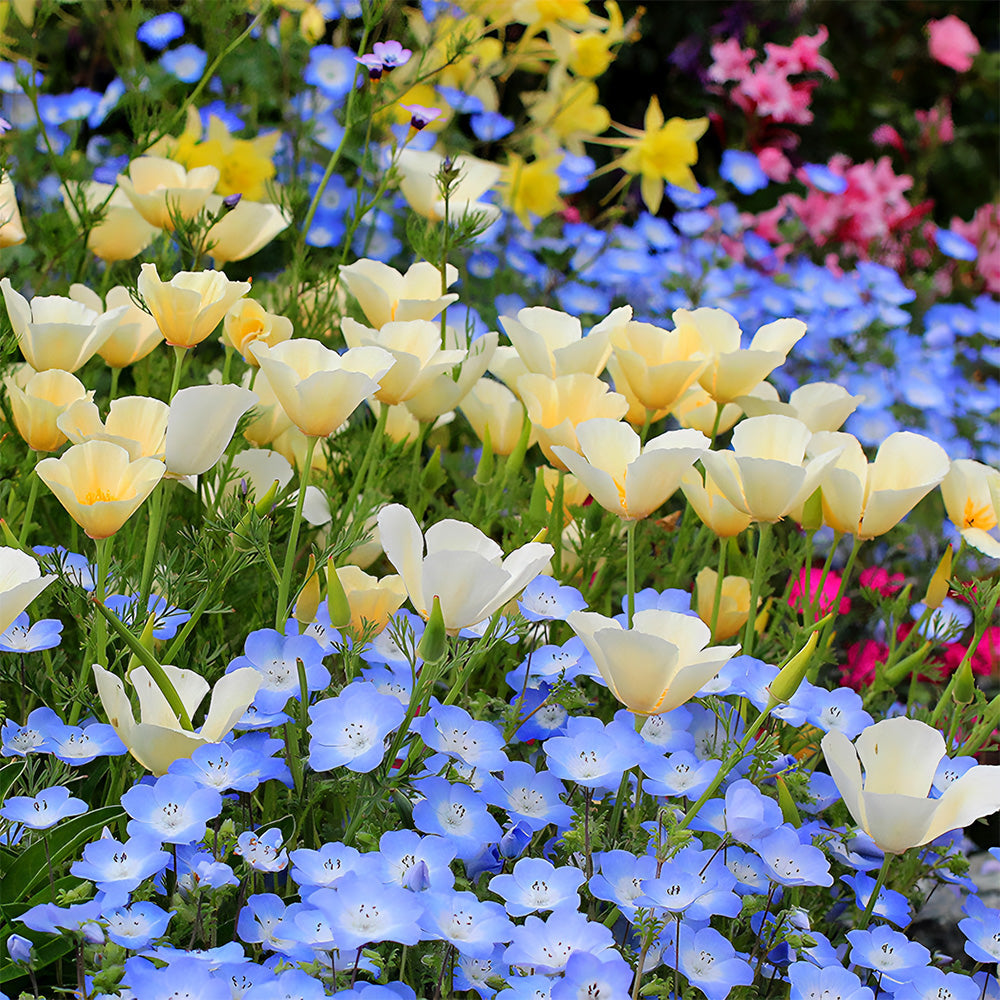 Eschscholzia californica Seeds